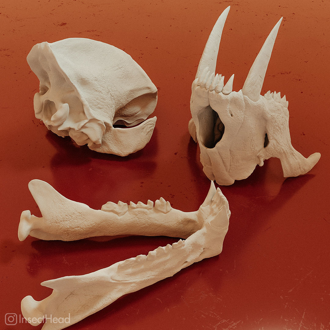 Machairodus sabertooth cat skull 3D print model_4