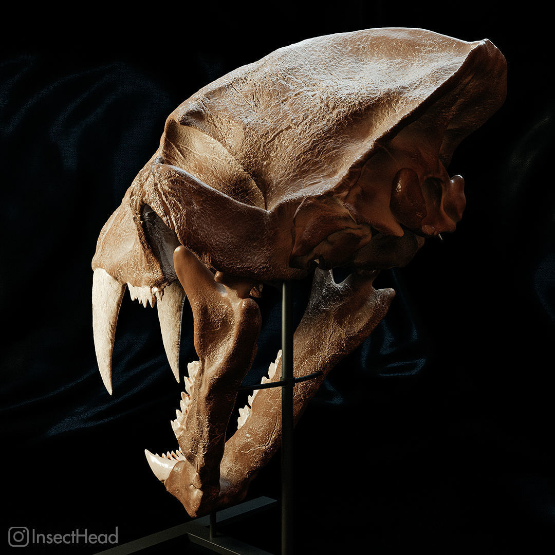 Machairodus sabertooth cat skull 3D print model_1
