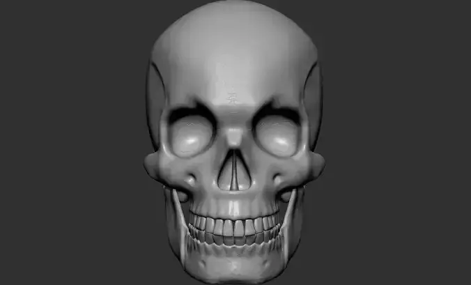 Skull structure 3D model