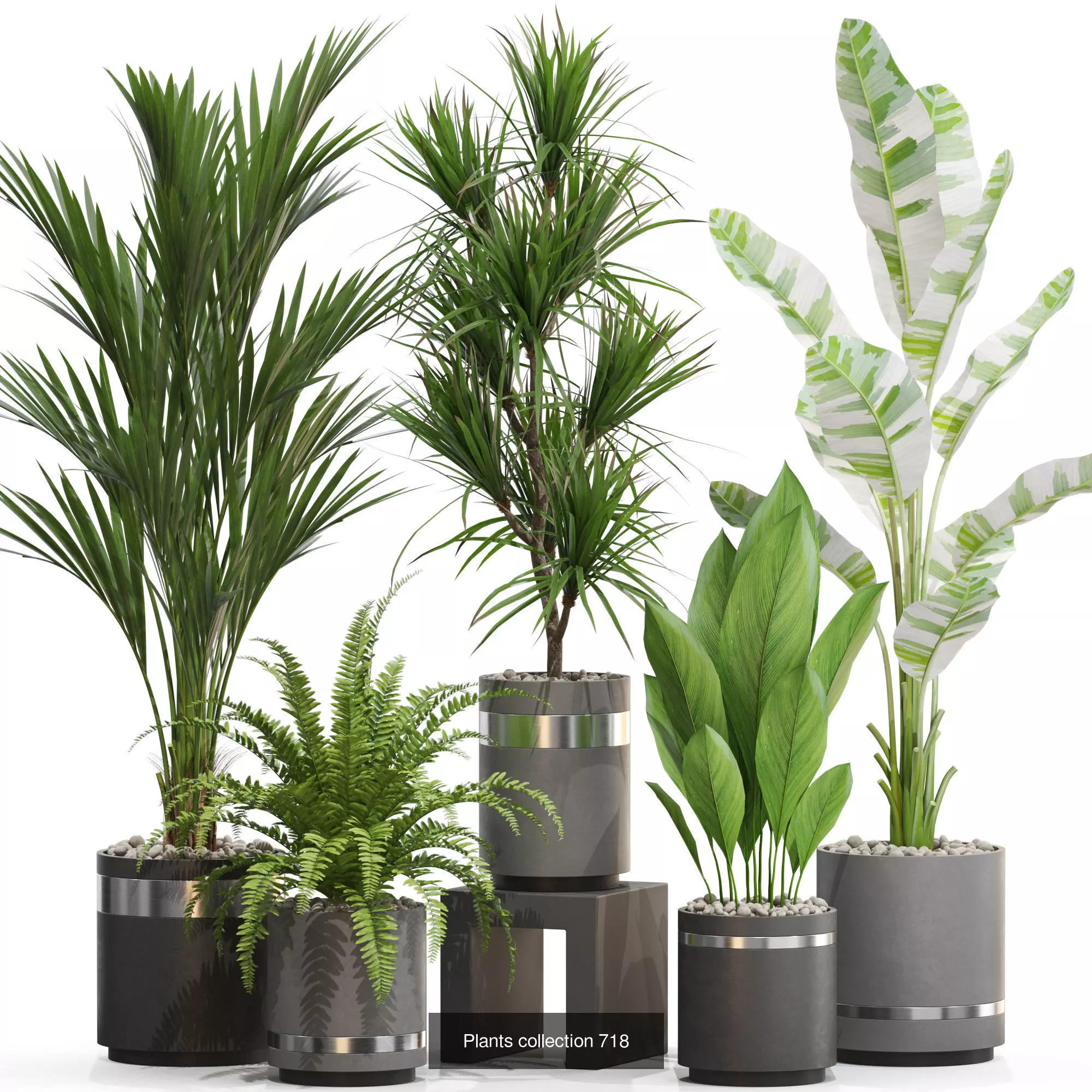 Plants collection vol 21 _4