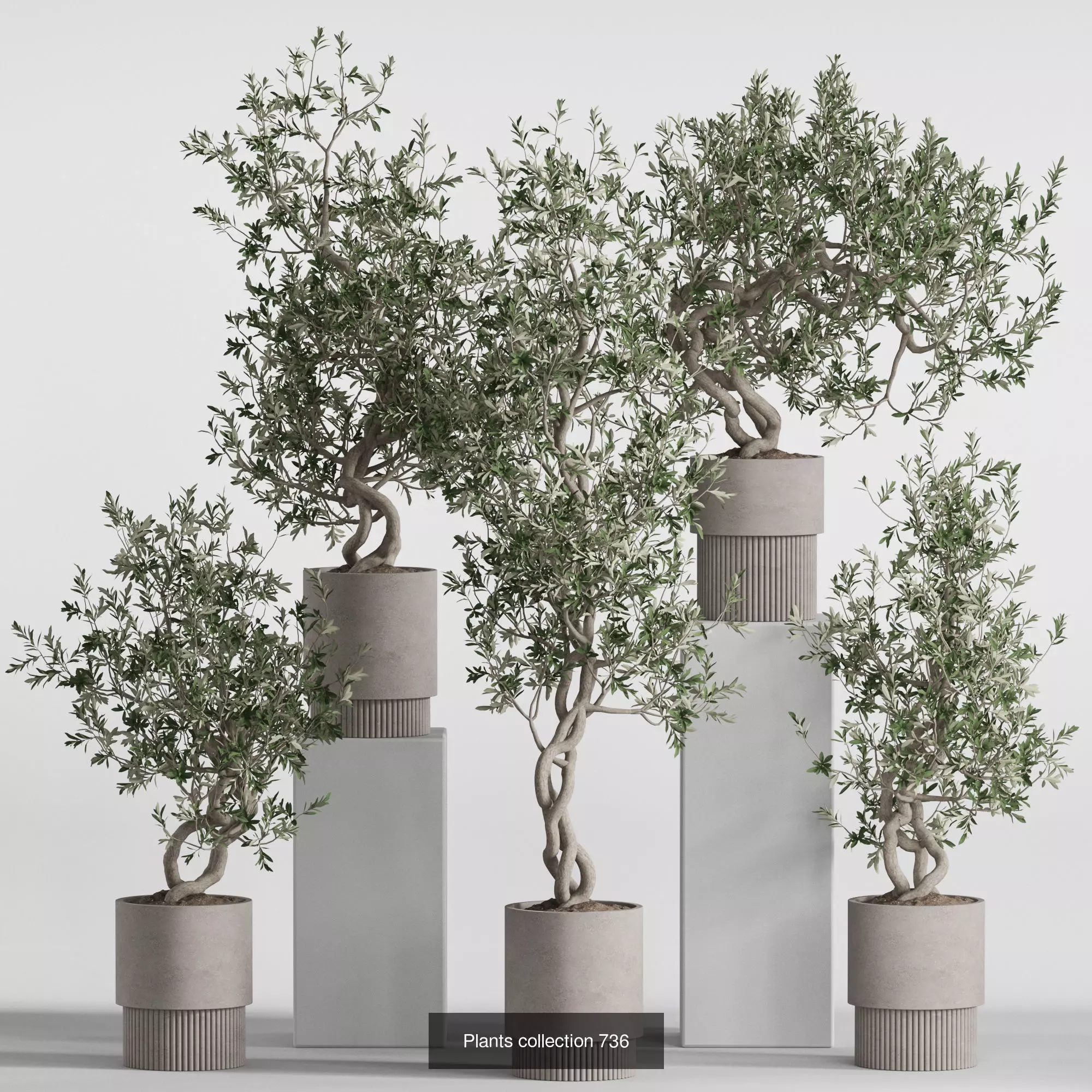 Plants collection vol 21 _10