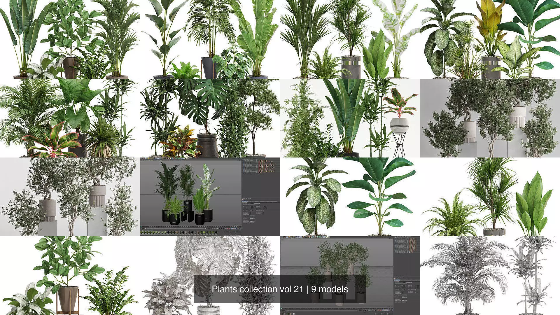 Plants collection vol 21 _1
