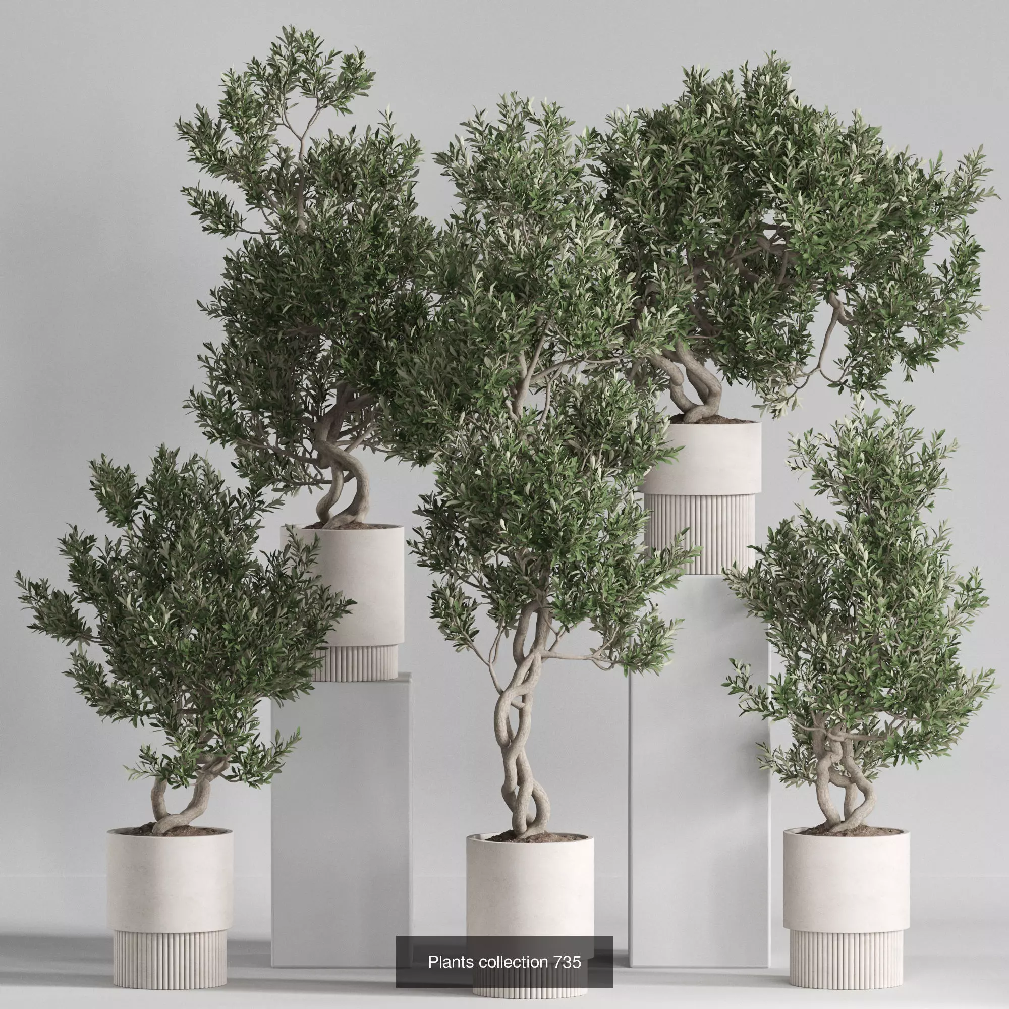 Plants collection vol 21 _9