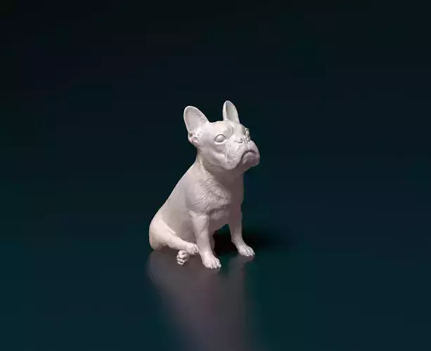 French bulldog 10