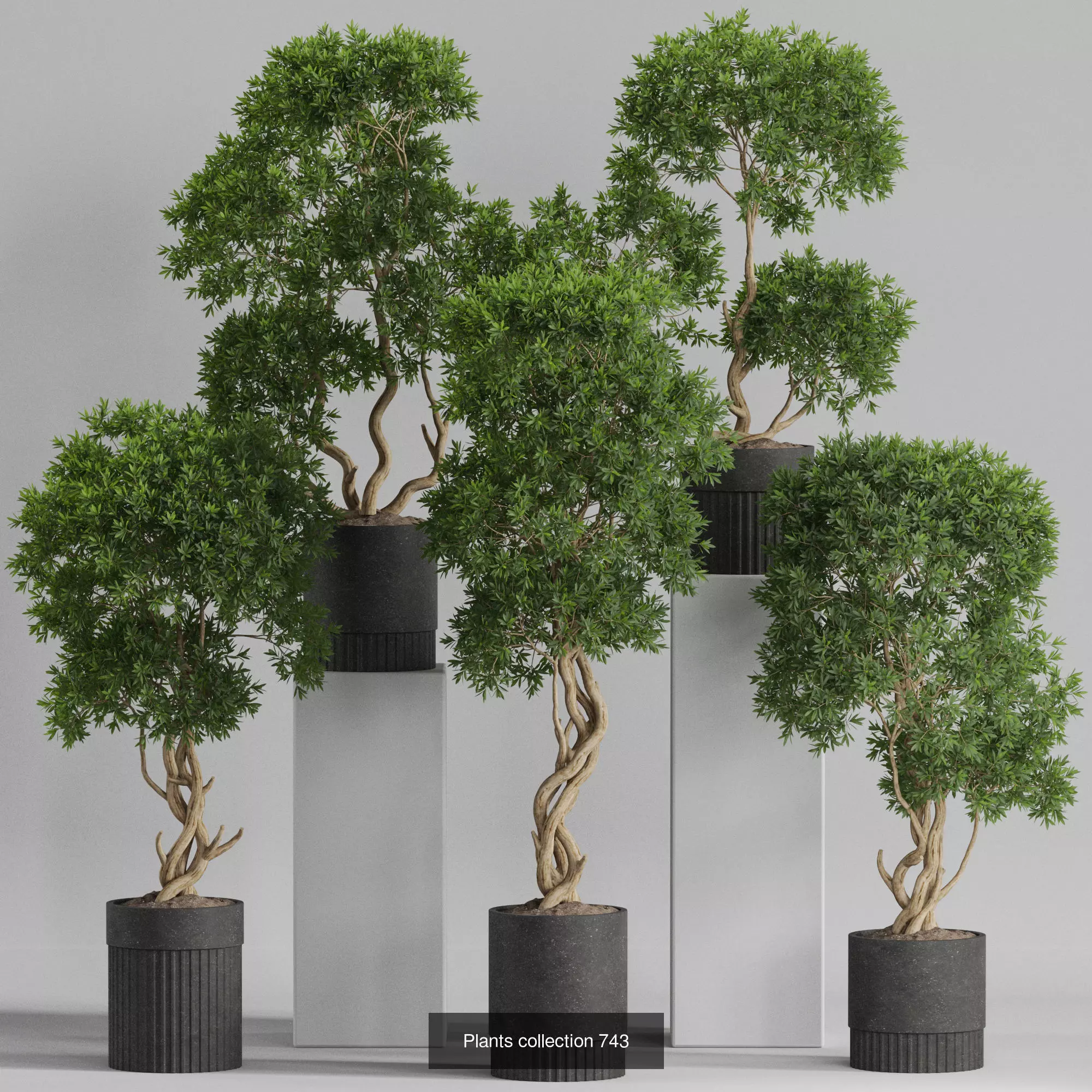 Plants collection vol 22 _3