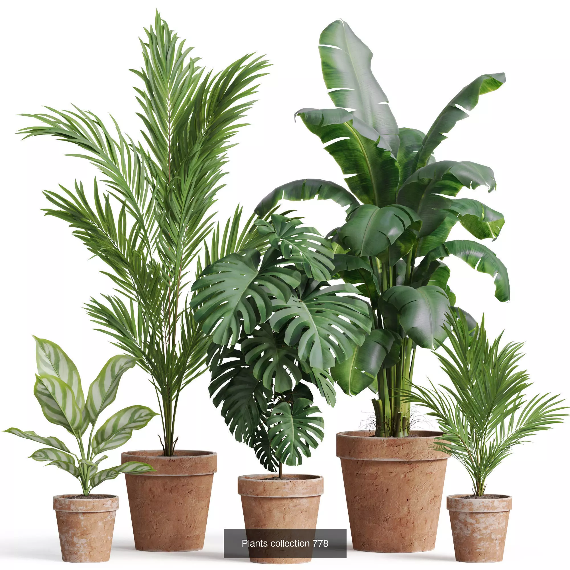 Plants collection vol 22 _9