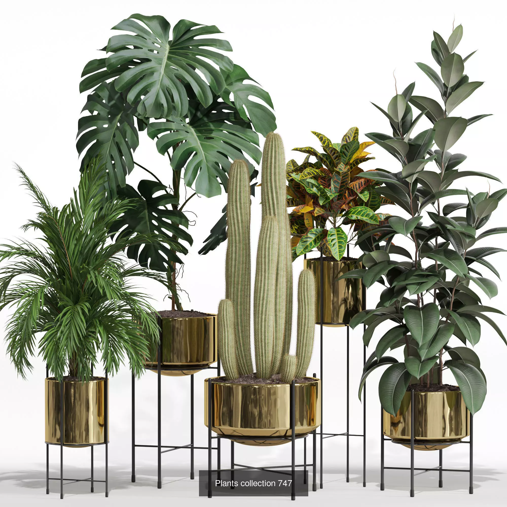 Plants collection vol 22 _4