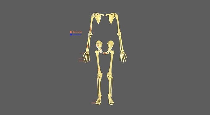 Limbs With Girdle bones name parts text labelled 3D model