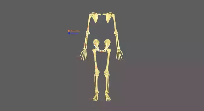 Limbs With Girdle bones name parts text labelled 3D model