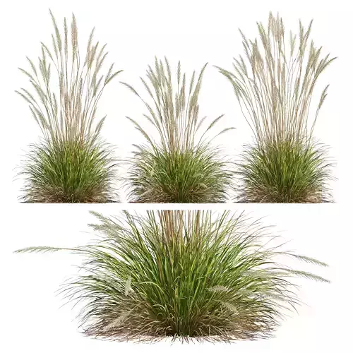 Plants Calamagrostis Acutiflora Karl Foerster