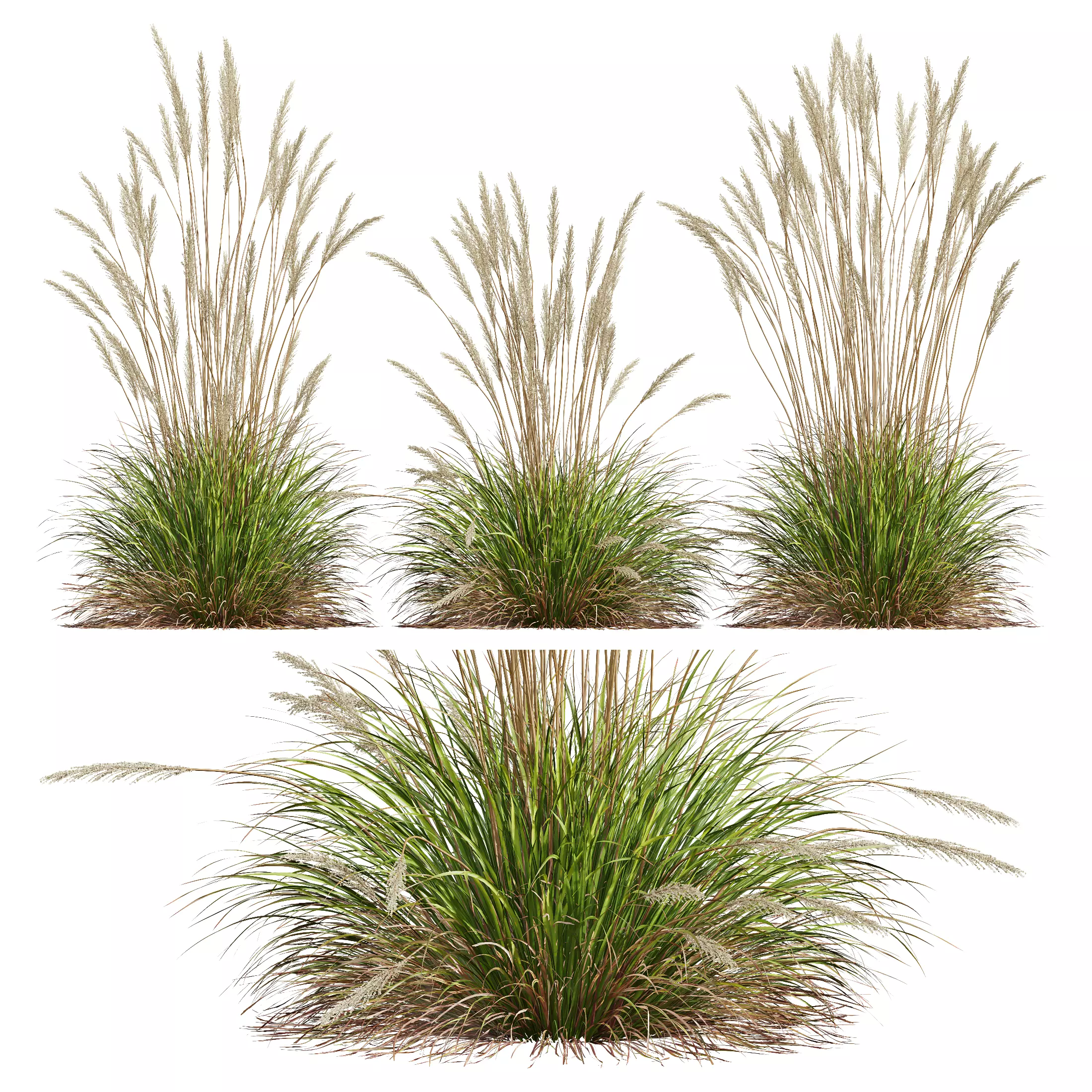 Plants Calamagrostis Acutiflora Karl Foerster 3D model_0
