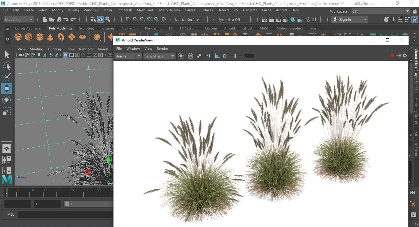 Plants Calamagrostis Acutiflora Karl Foerster 3D model_7