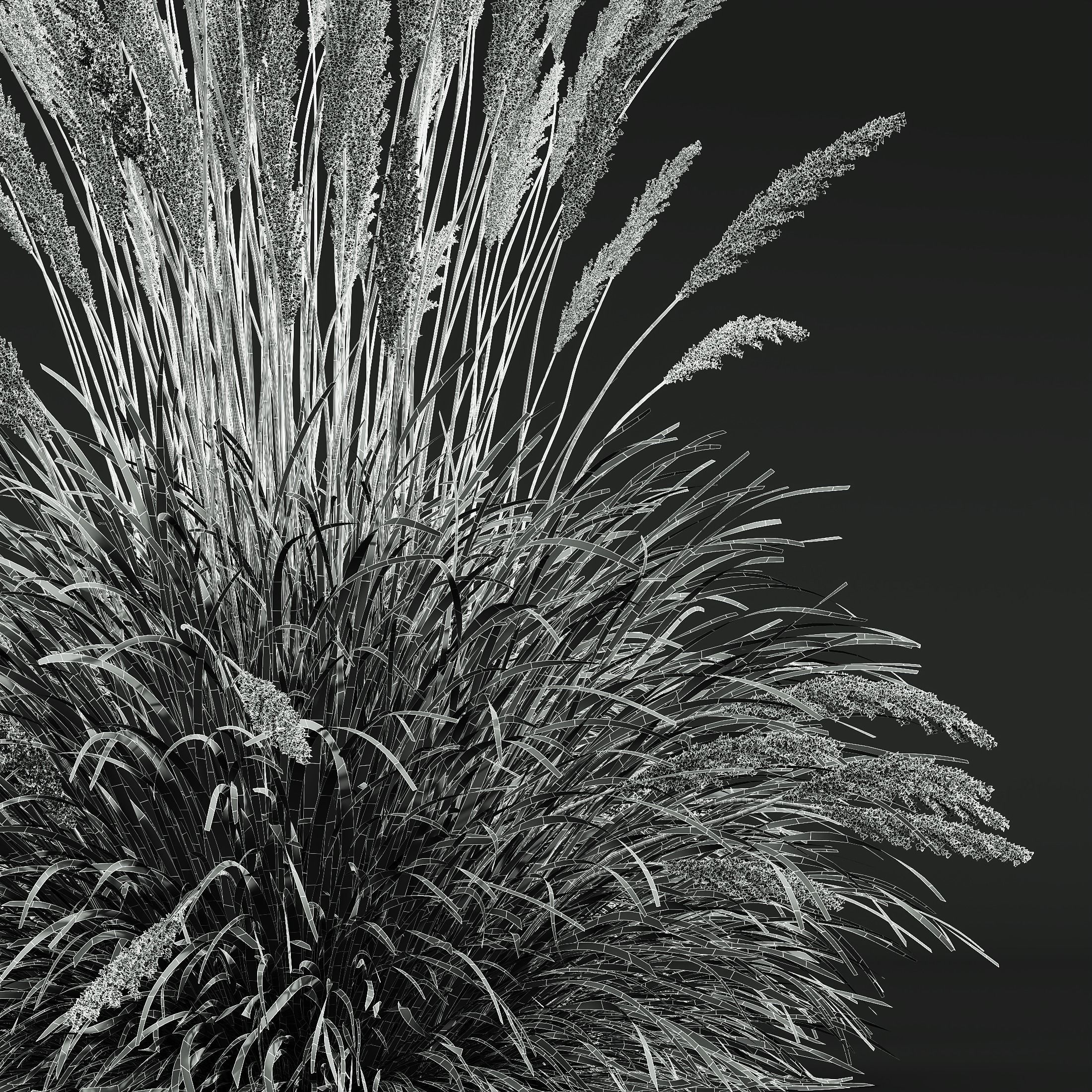 Plants Calamagrostis Acutiflora Karl Foerster 3D model_5