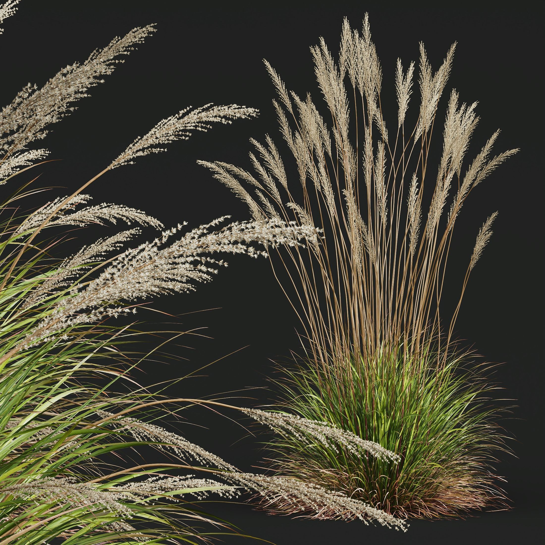 Plants Calamagrostis Acutiflora Karl Foerster 3D model_2
