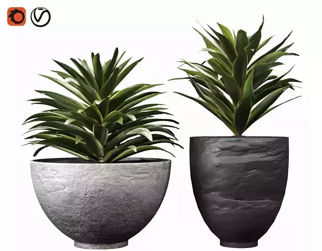 Song Of India Indoor Plant Set 03