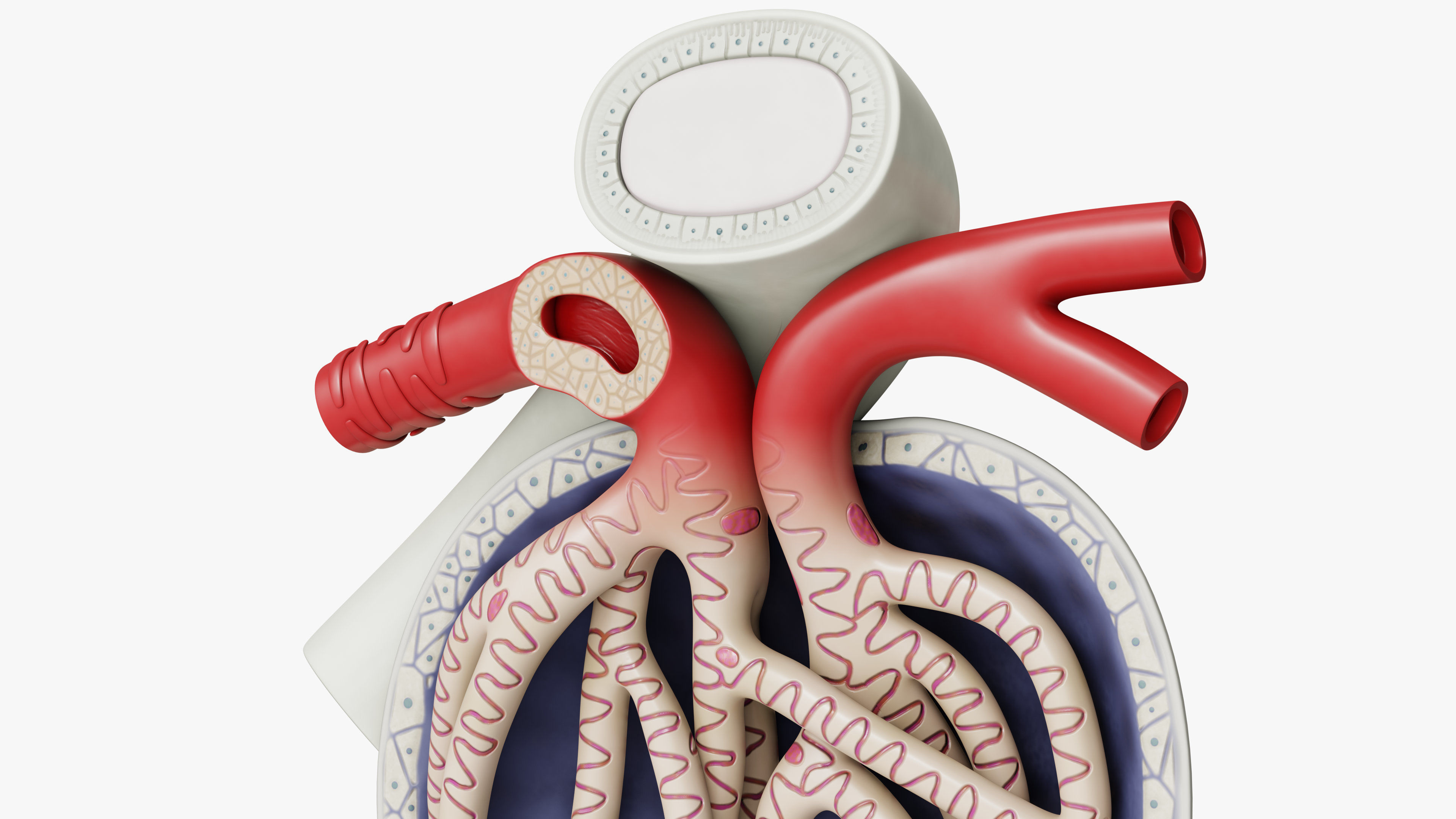 Professional human glomerular bowmans capsule capsula glomeruli 3D model_1