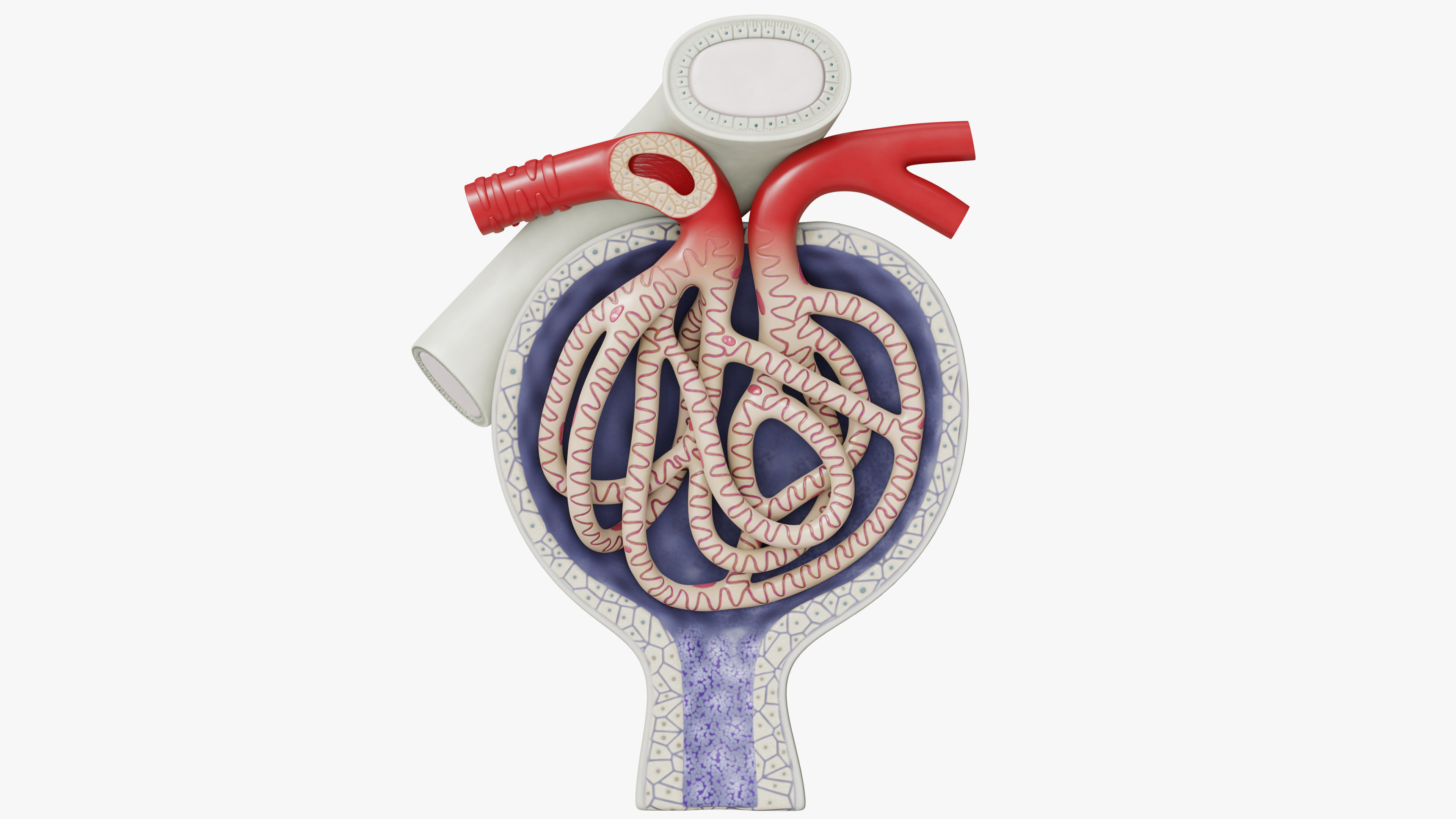 Professional human glomerular bowmans capsule capsula glomeruli 3D model_10