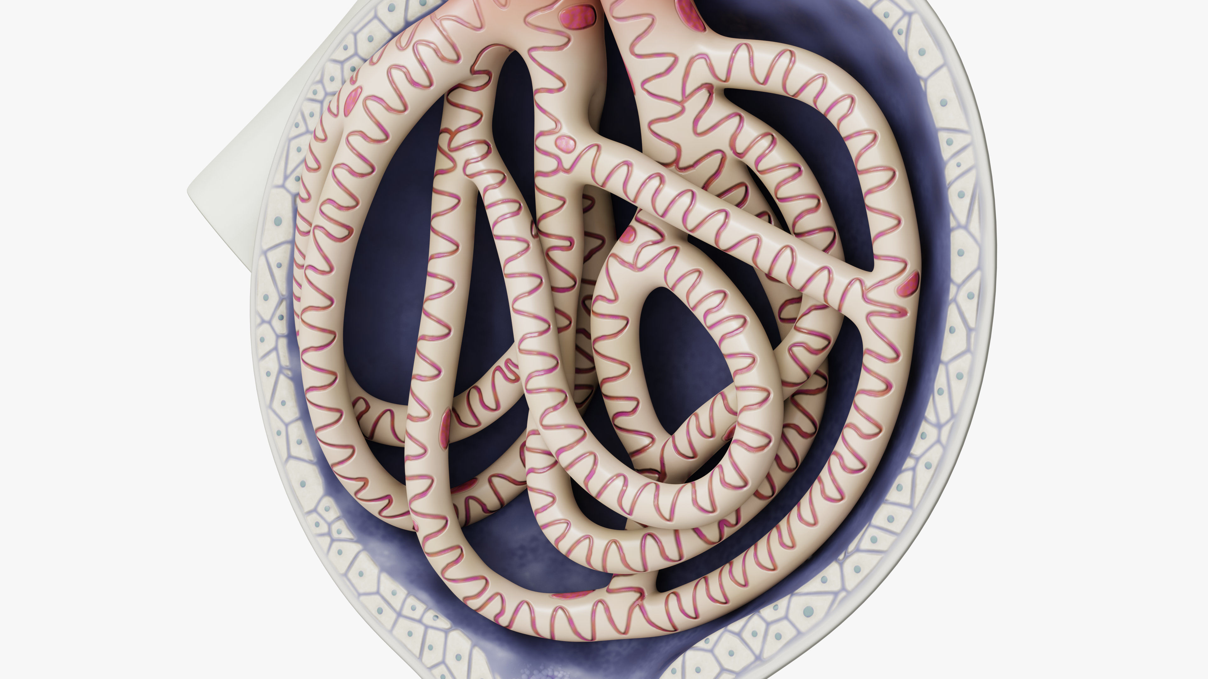 Professional human glomerular bowmans capsule capsula glomeruli 3D model_2