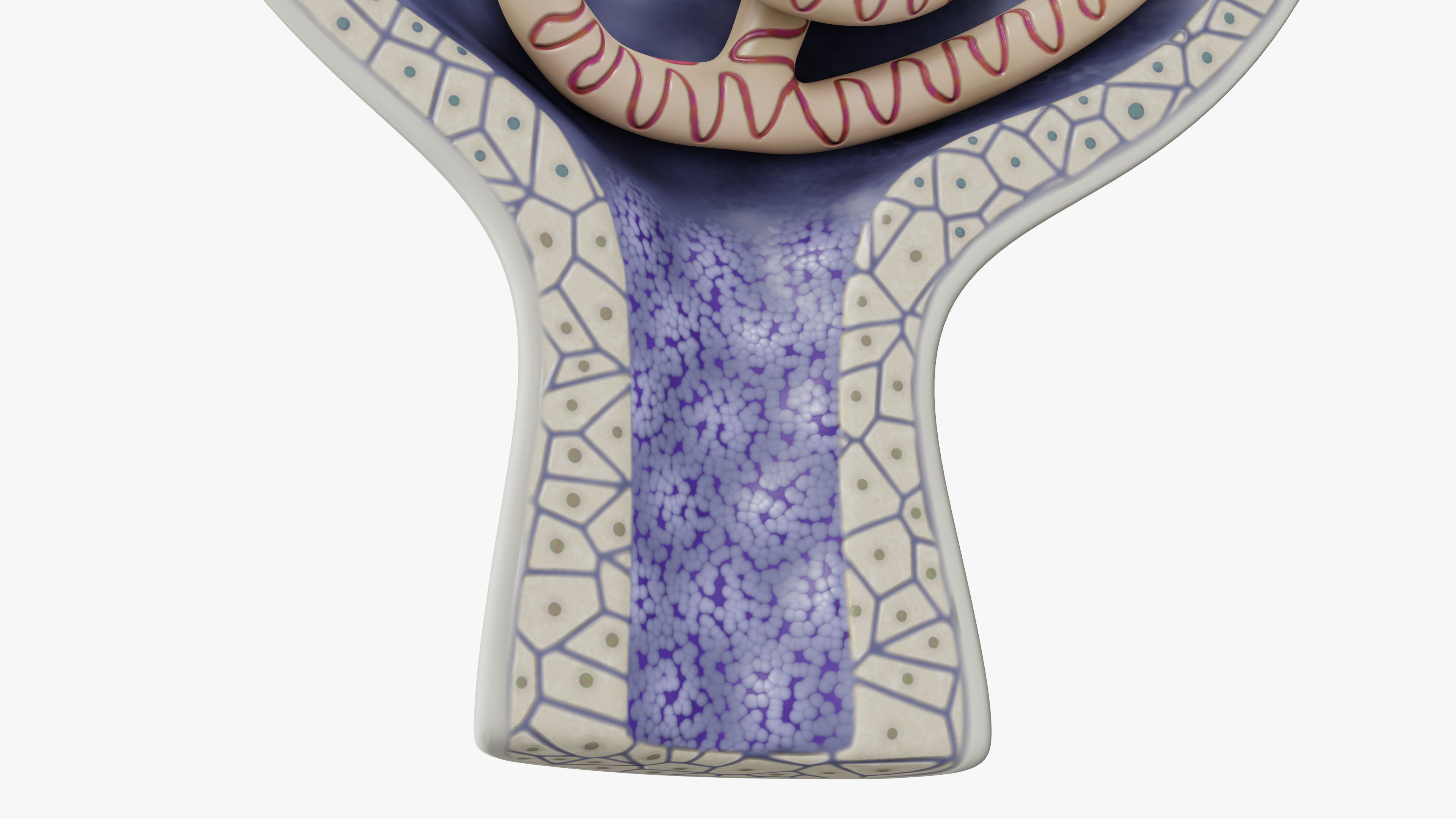 Professional human glomerular bowmans capsule capsula glomeruli 3D model_3