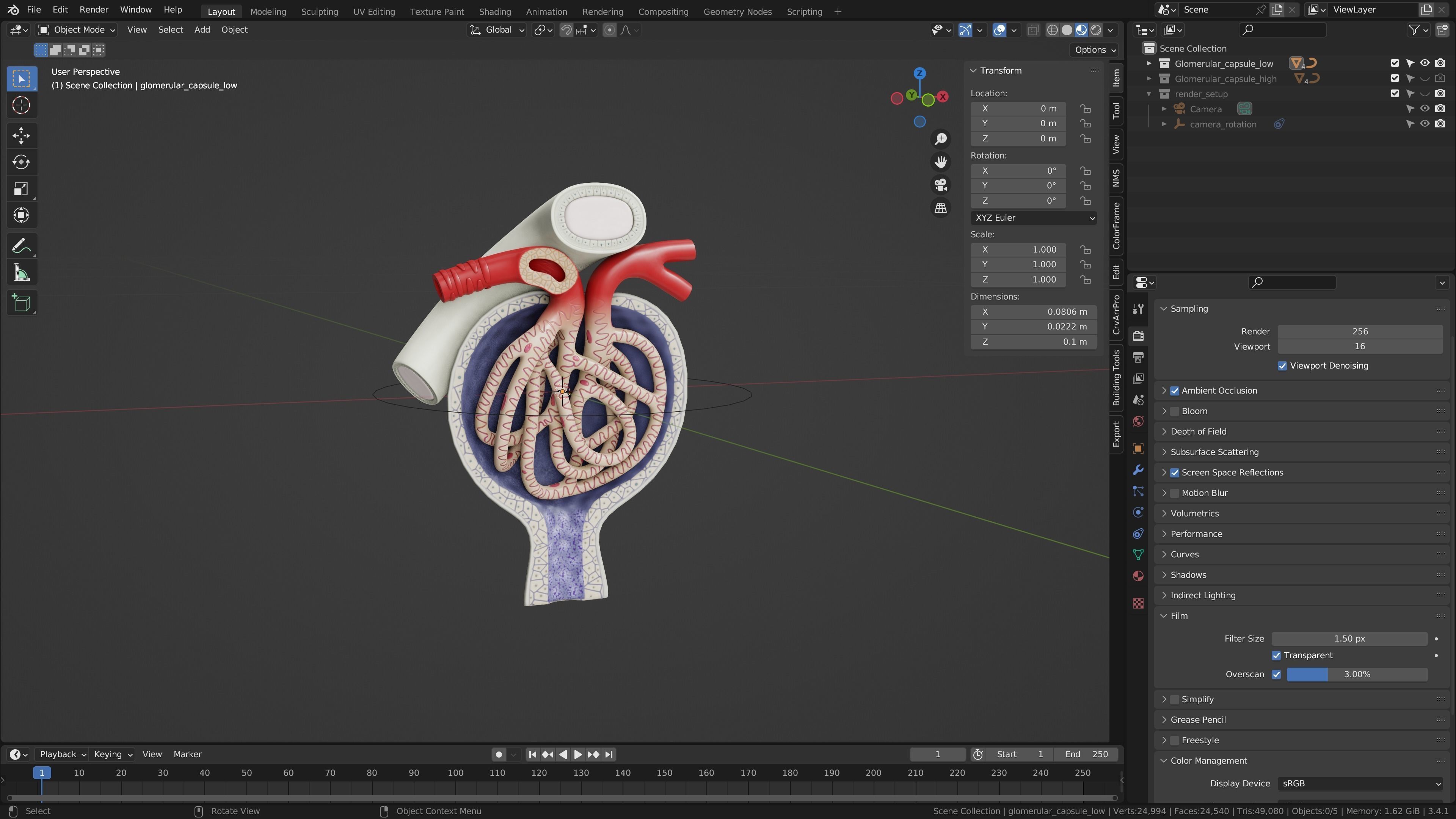 Professional human glomerular bowmans capsule capsula glomeruli 3D model_4