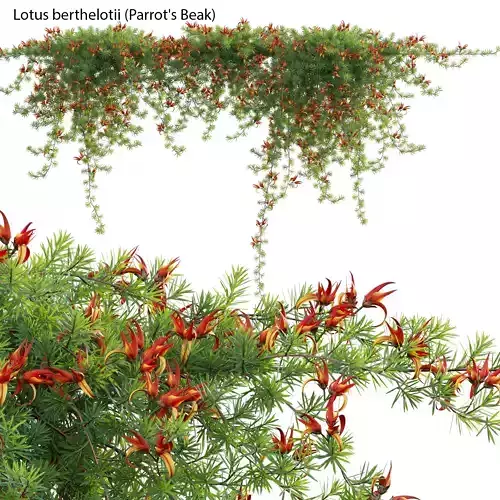 Lotus berthelotii - Parrots Beak 02