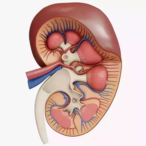 Professional human kidney 3D model 3D model