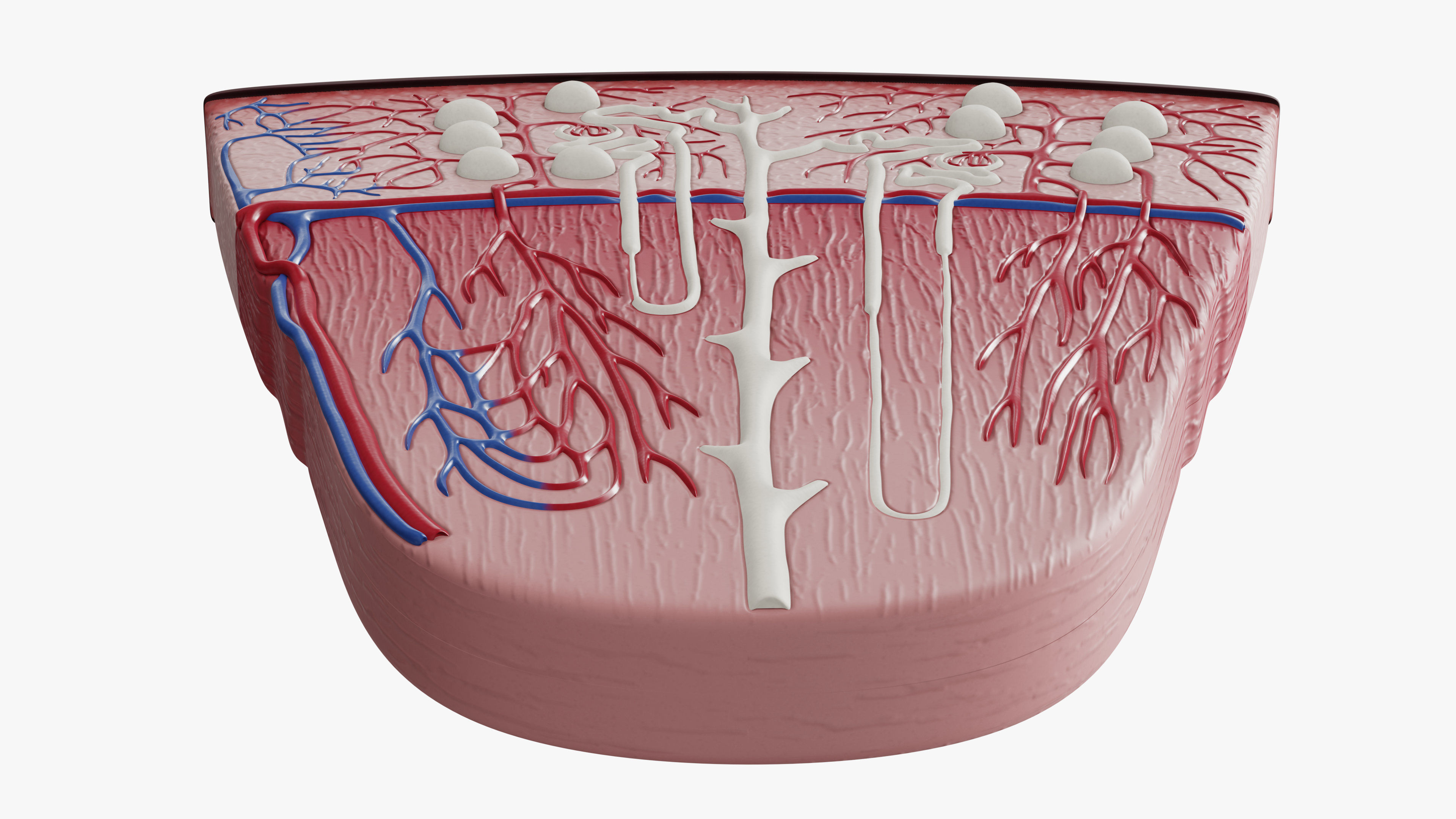 Professional human kidney nephron 3D model 3D model_6