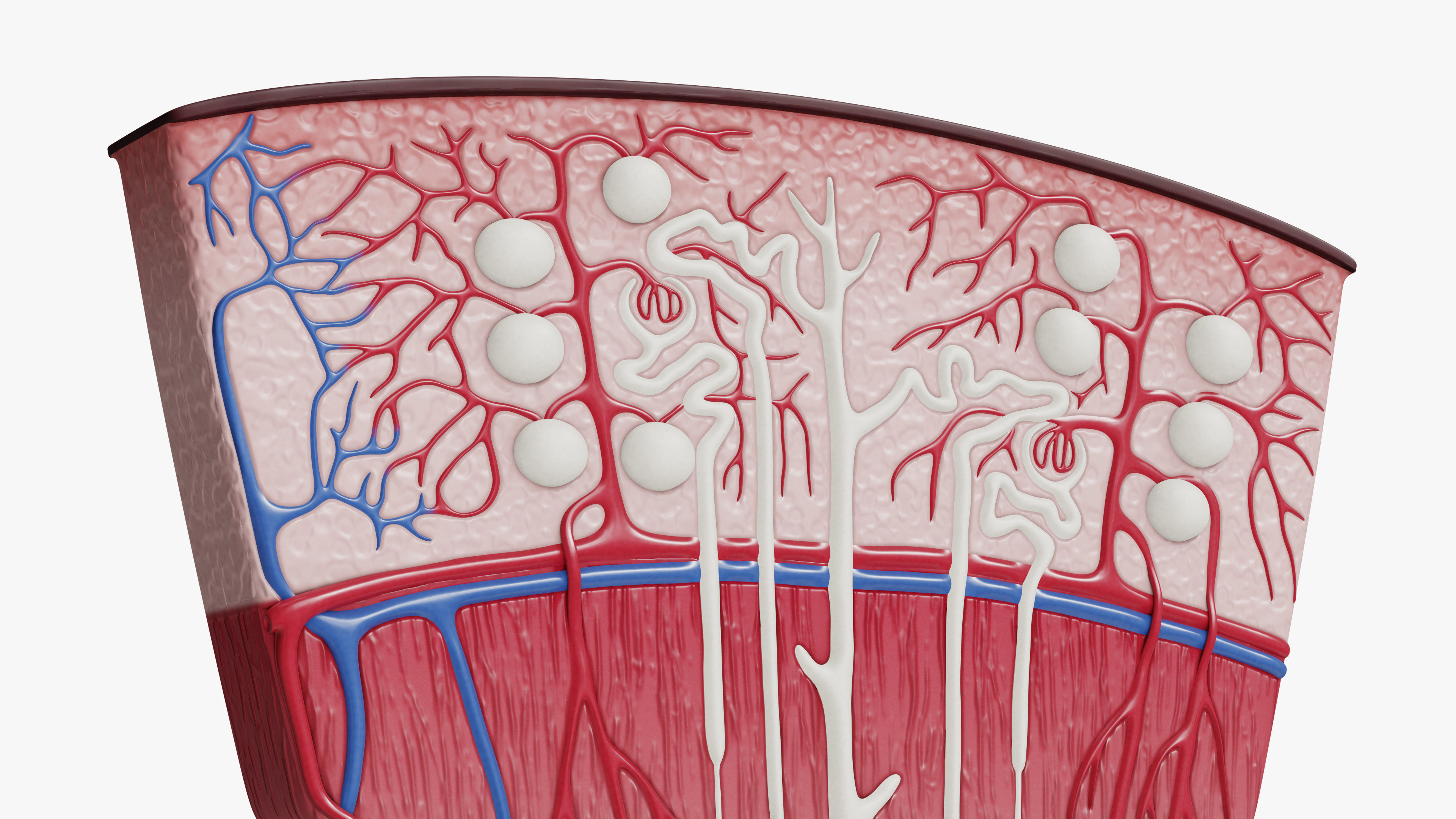 Professional human kidney nephron 3D model 3D model_1