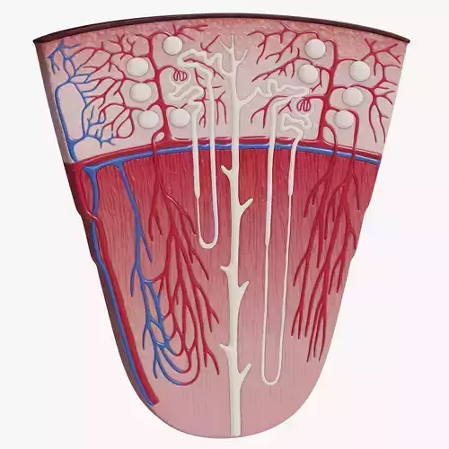 Professional human kidney nephron 3D model 3D model