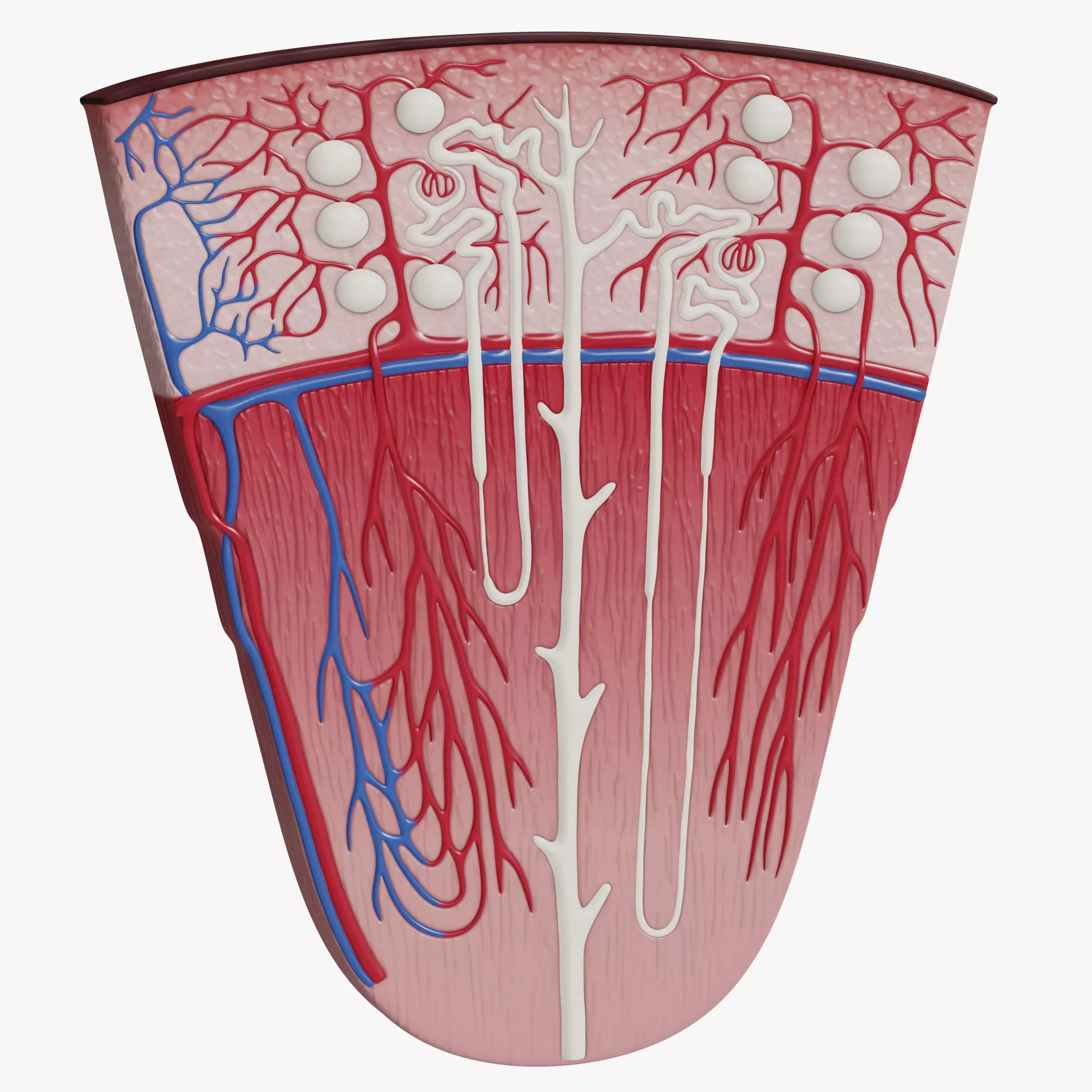 Professional human kidney nephron 3D model 3D model_0