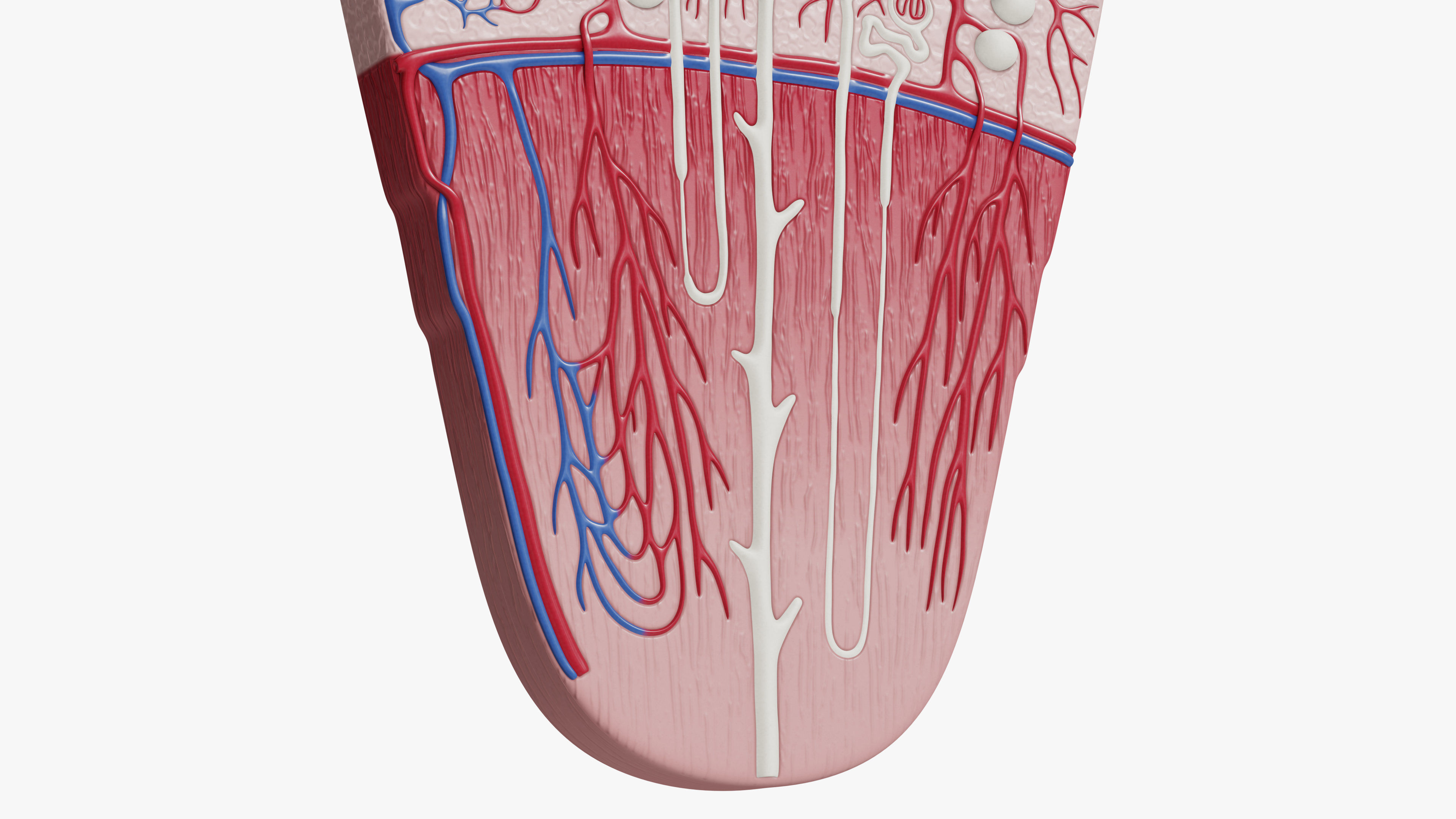 Professional human kidney nephron 3D model 3D model_2