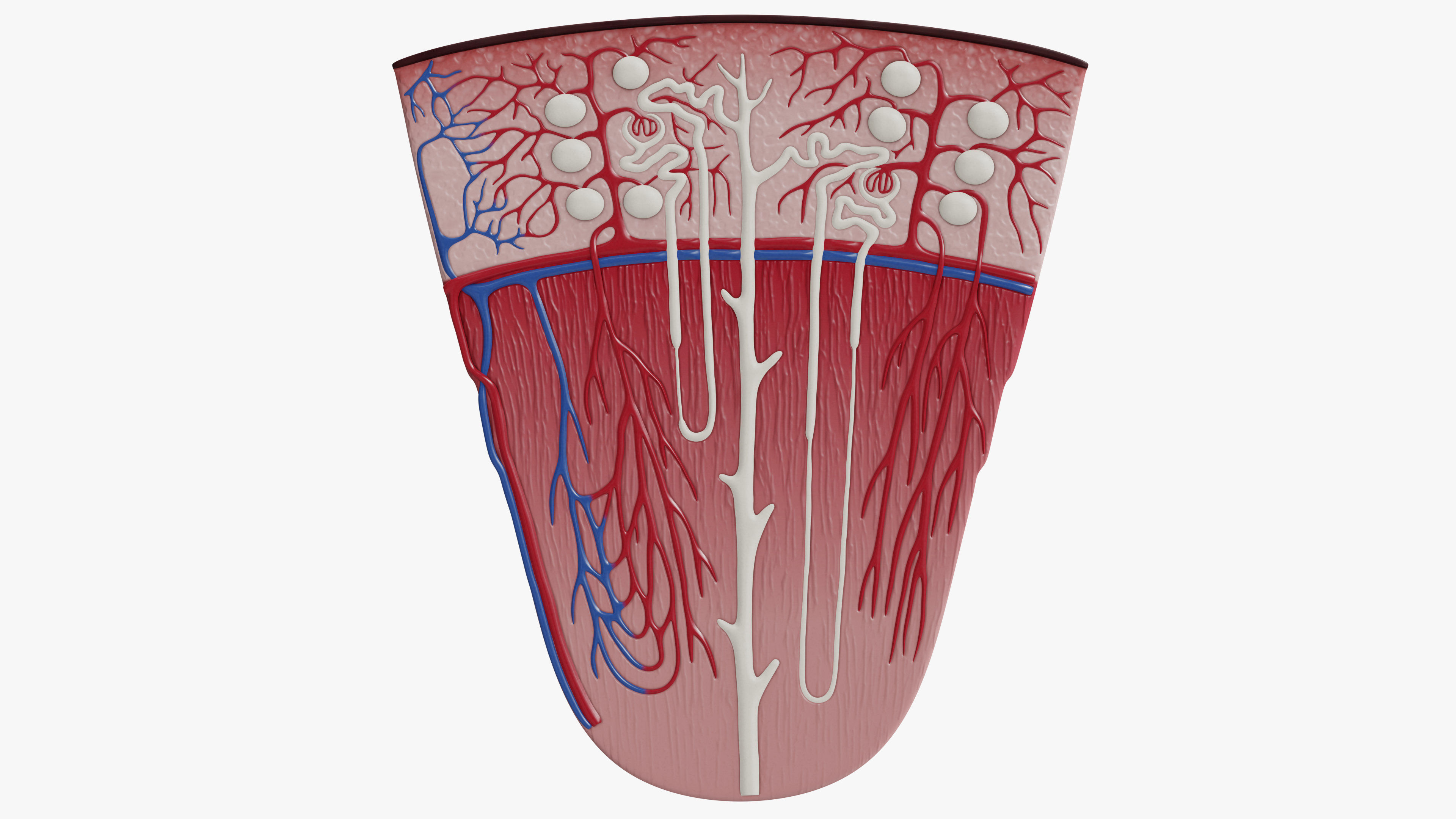 Professional human kidney nephron 3D model 3D model_4