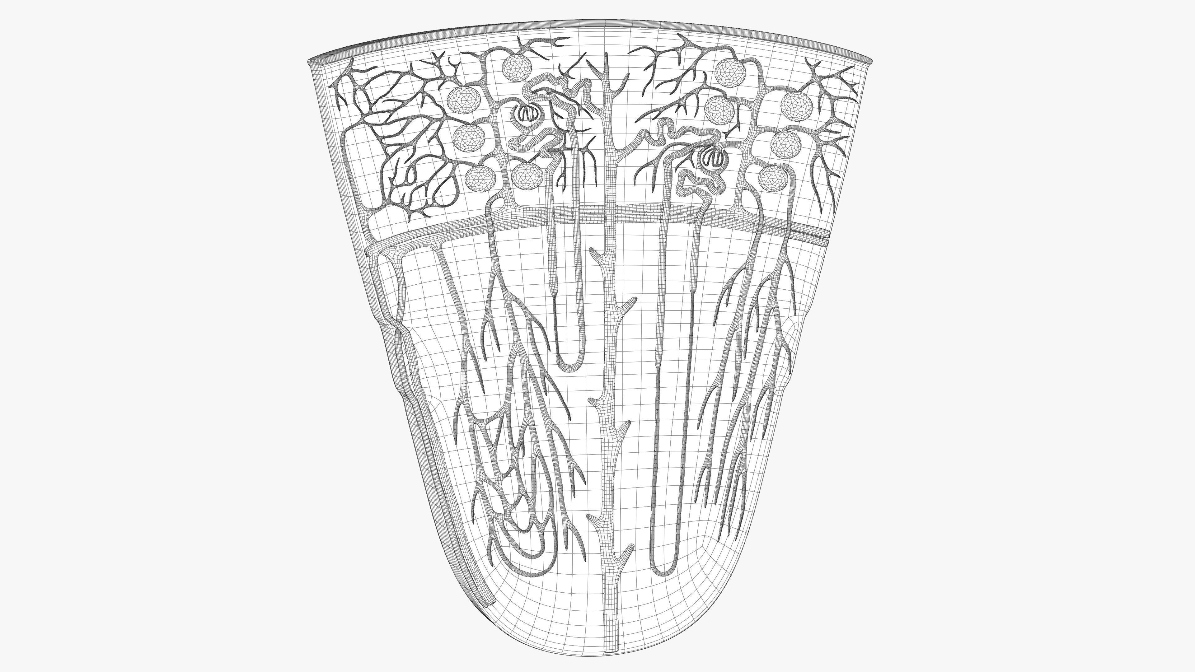 Professional human kidney nephron 3D model 3D model_9
