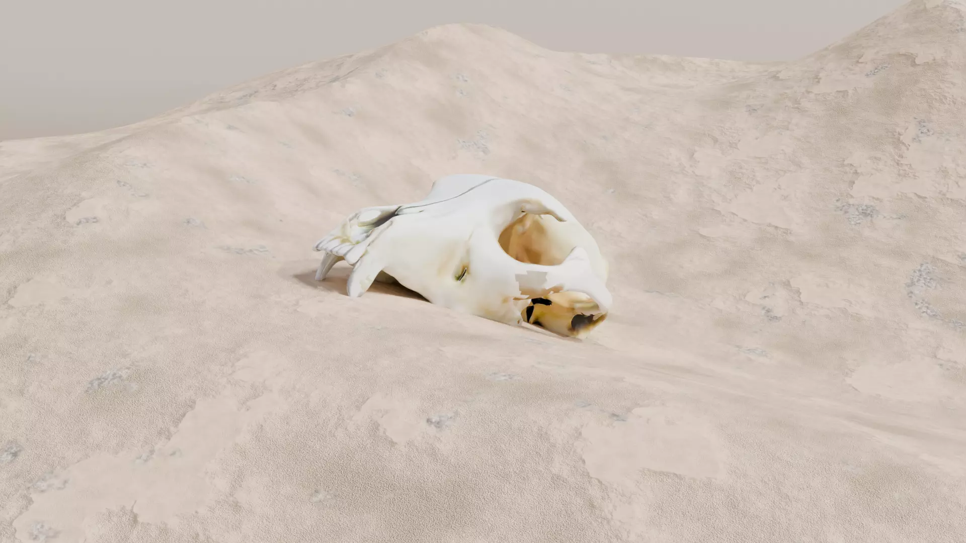 Bear Skull Free 3D model