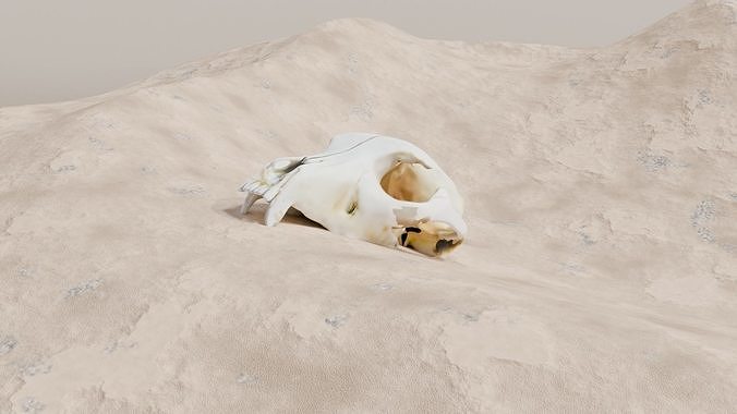 Bear Skull Free 3D model