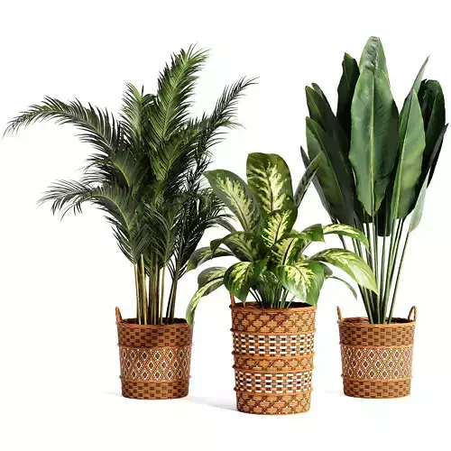 Indoor plant collection 25 3D model