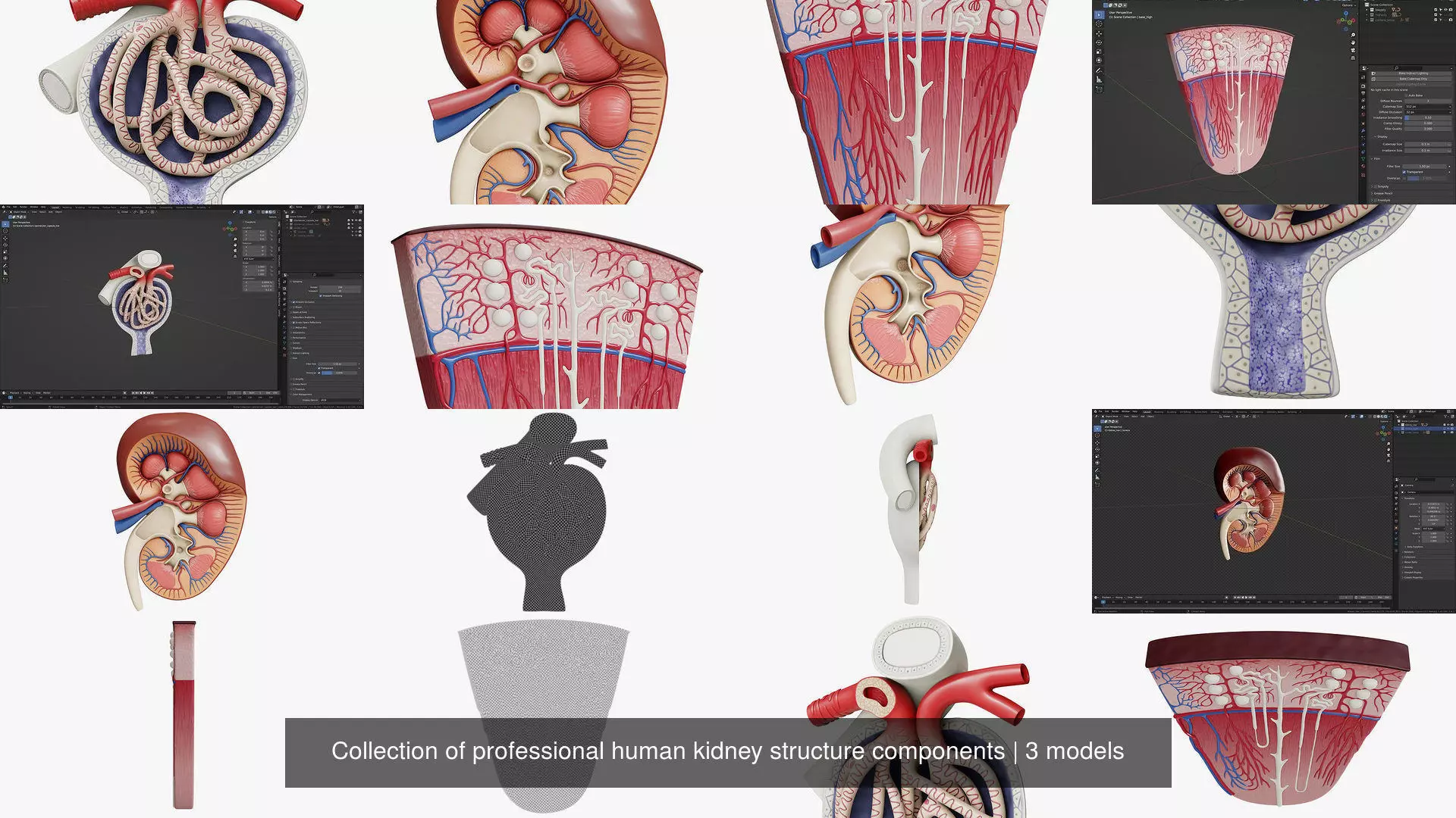 Collection of professional human kidney structure components _1