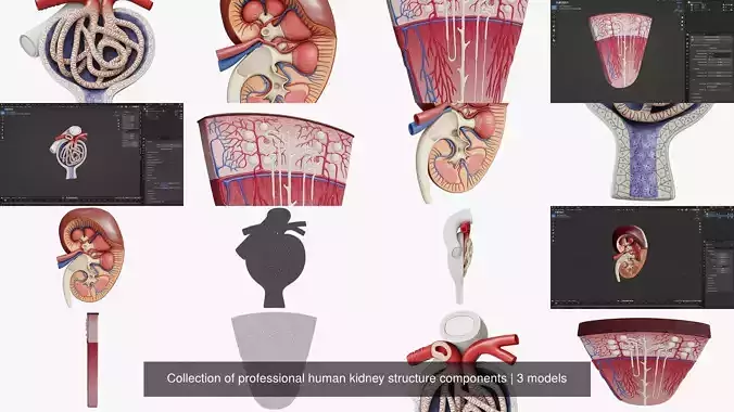 Collection of professional human kidney structure components