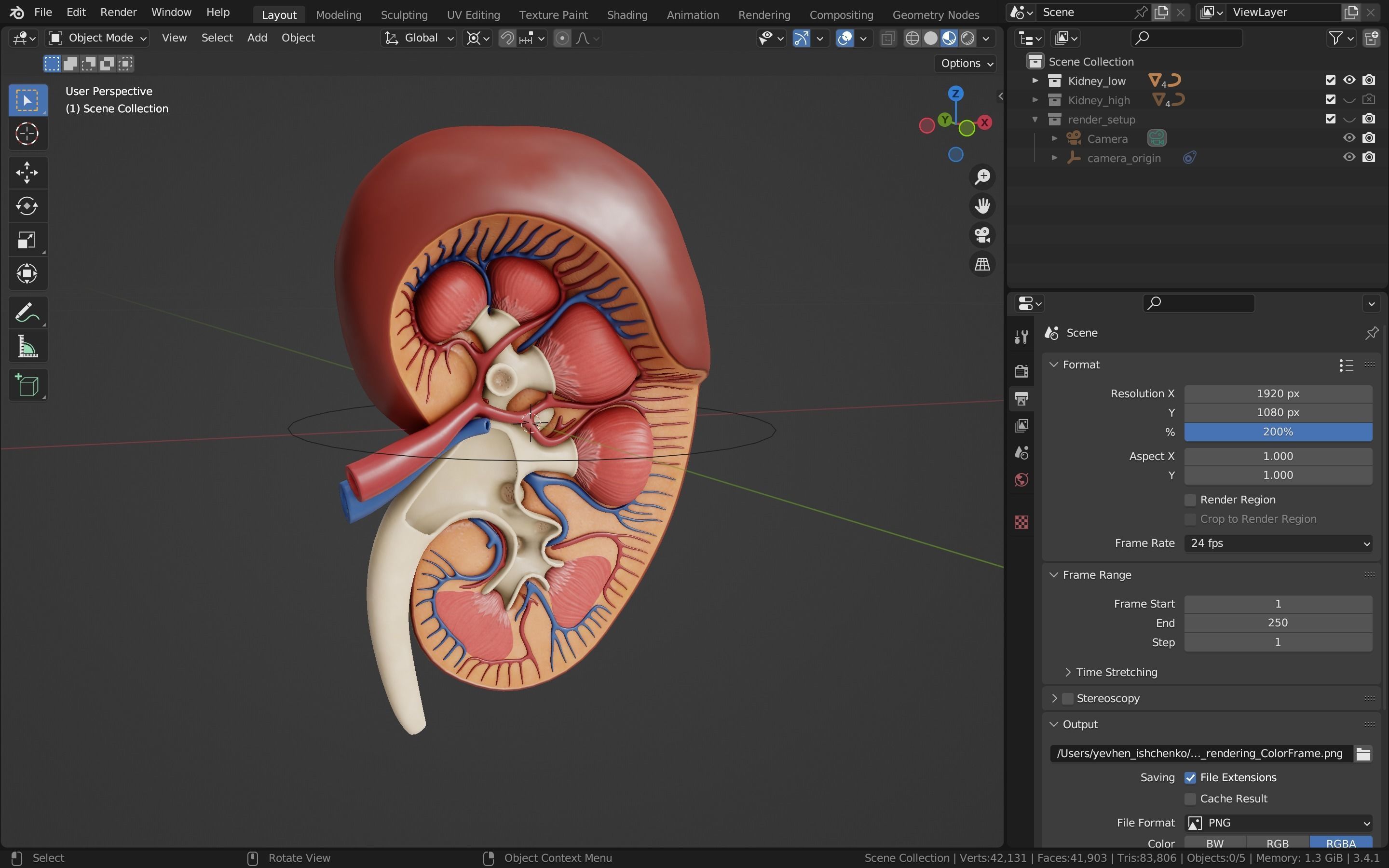 Collection of professional human kidney structure components _5