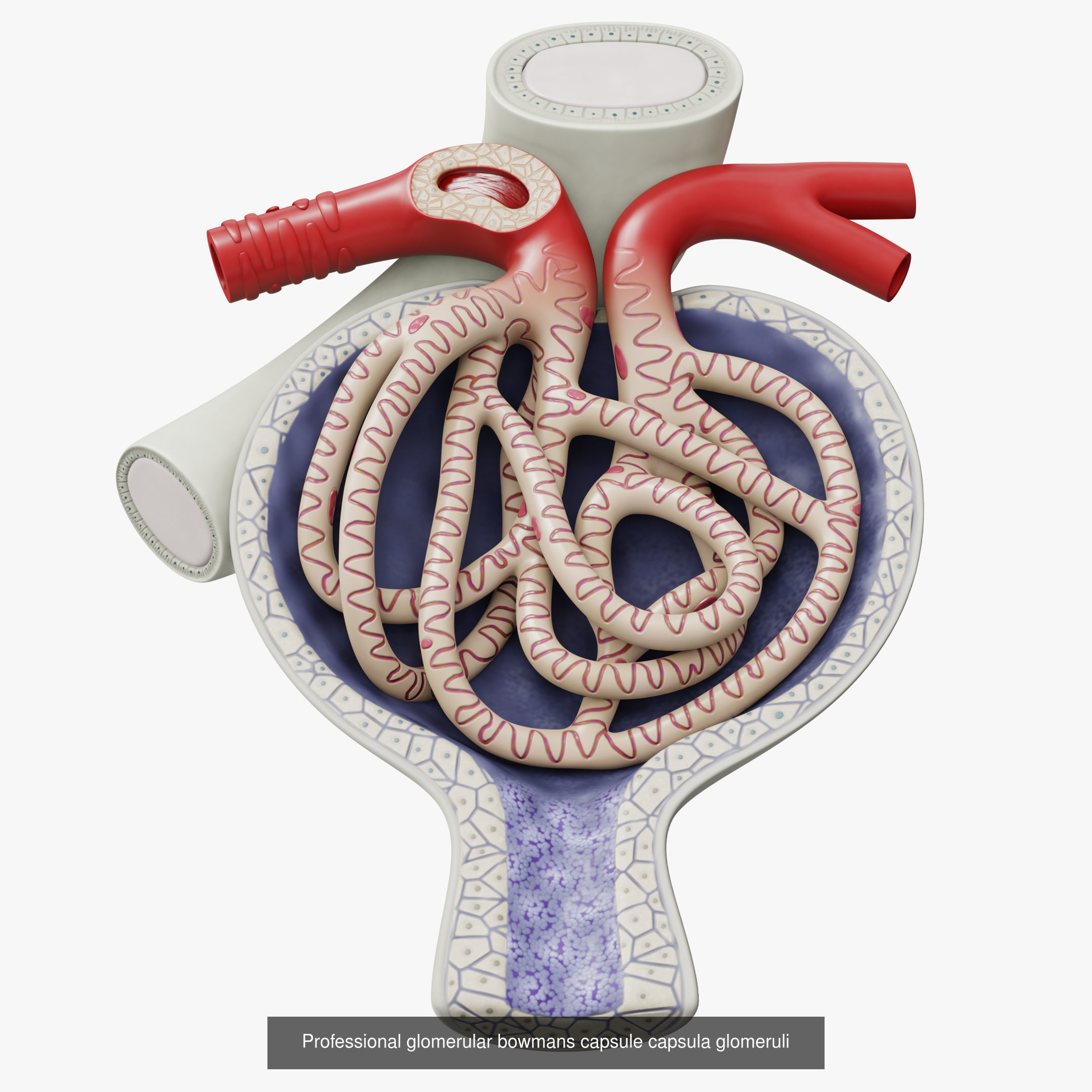 Collection of professional human kidney structure components _4