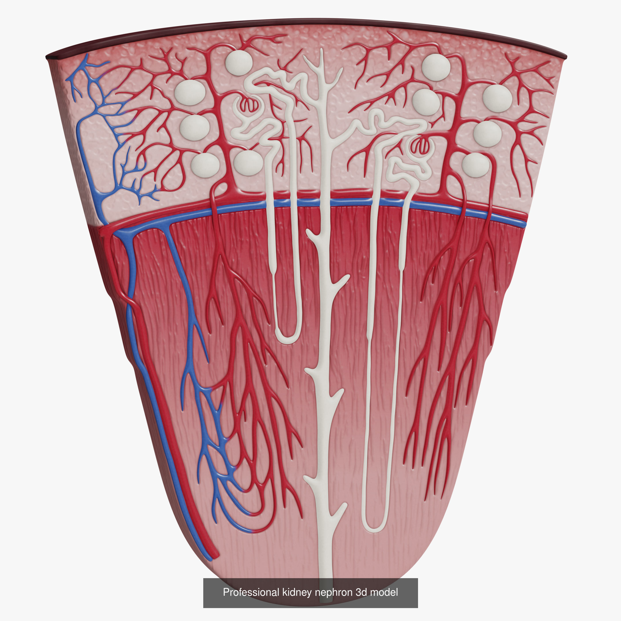 Collection of professional human kidney structure components _3