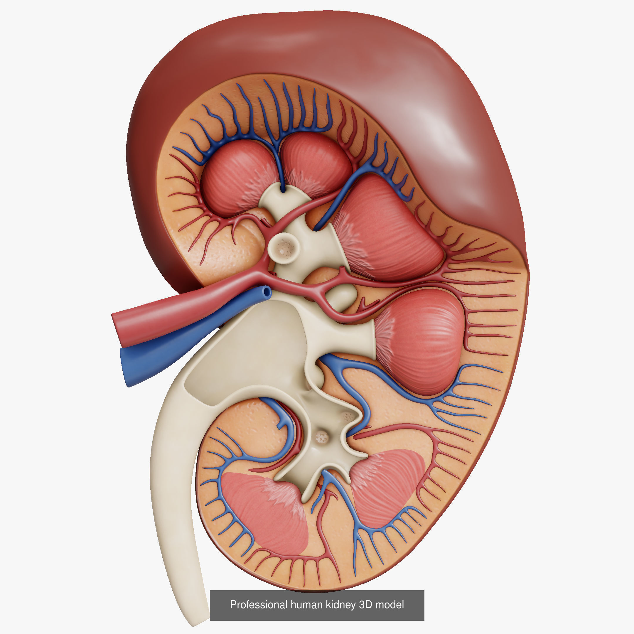 Collection of professional human kidney structure components _2