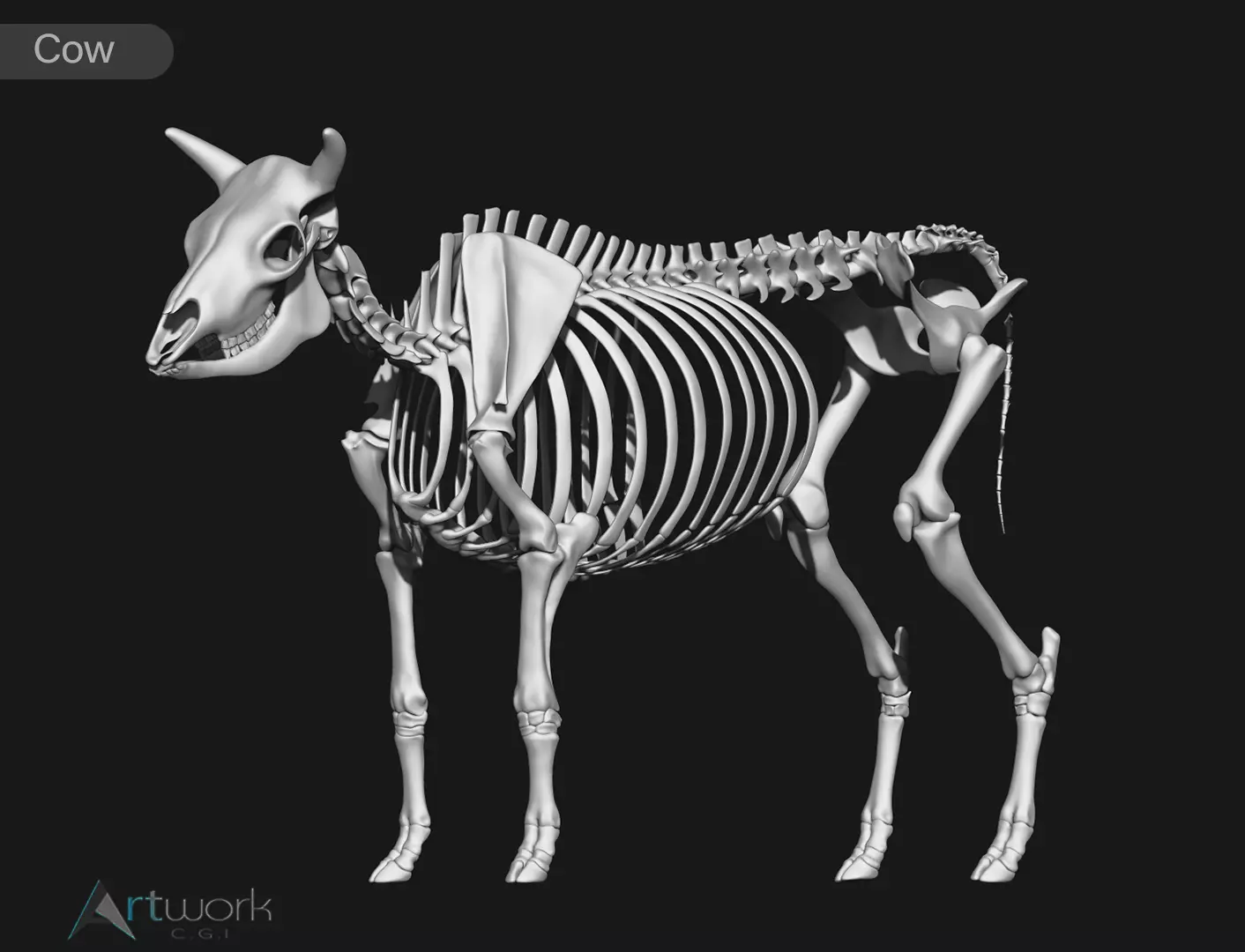 Cow skeleton 3D model