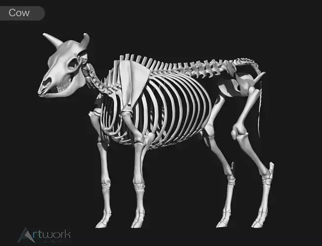Cow skeleton