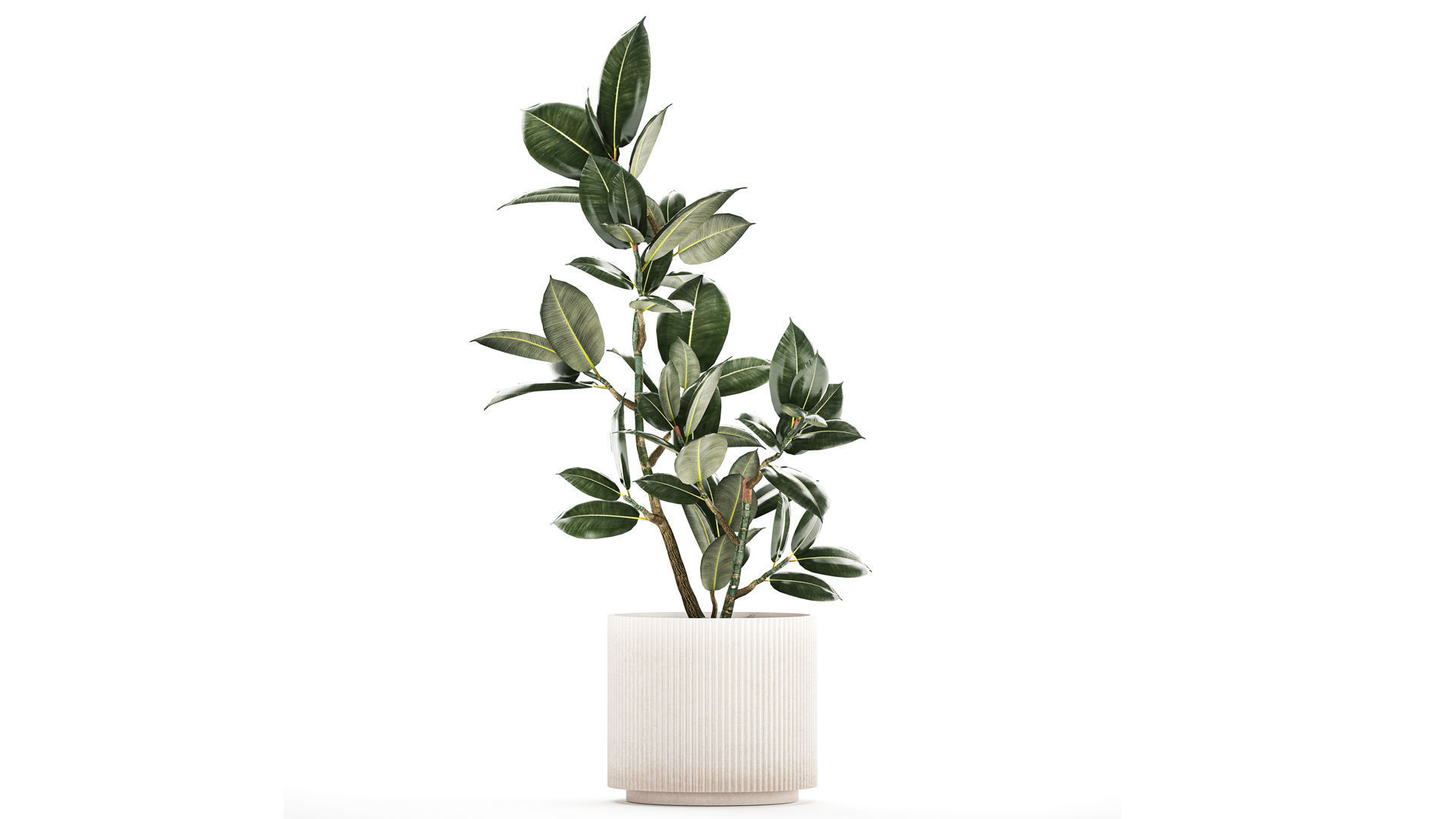 Beautiful Ficus Elastica Tree In A Flower Pot 1235 3D model_2