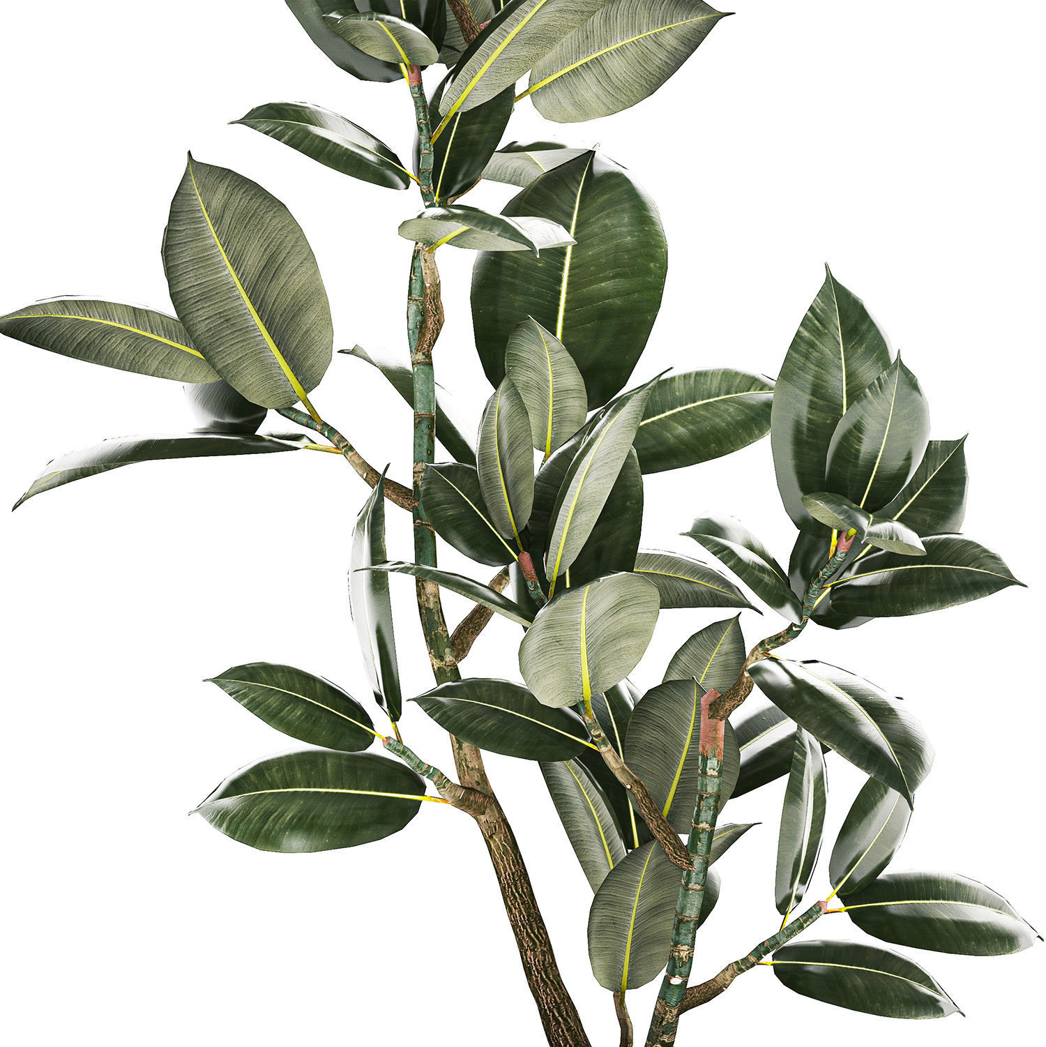 Beautiful Ficus Elastica Tree In A Flower Pot 1235 3D model_3