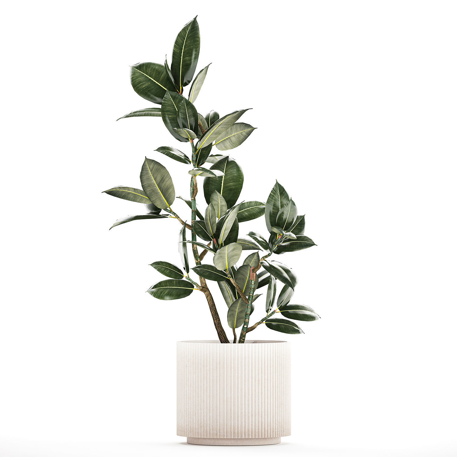 Beautiful Ficus Elastica Tree In A Flower Pot 1235 3D model_6