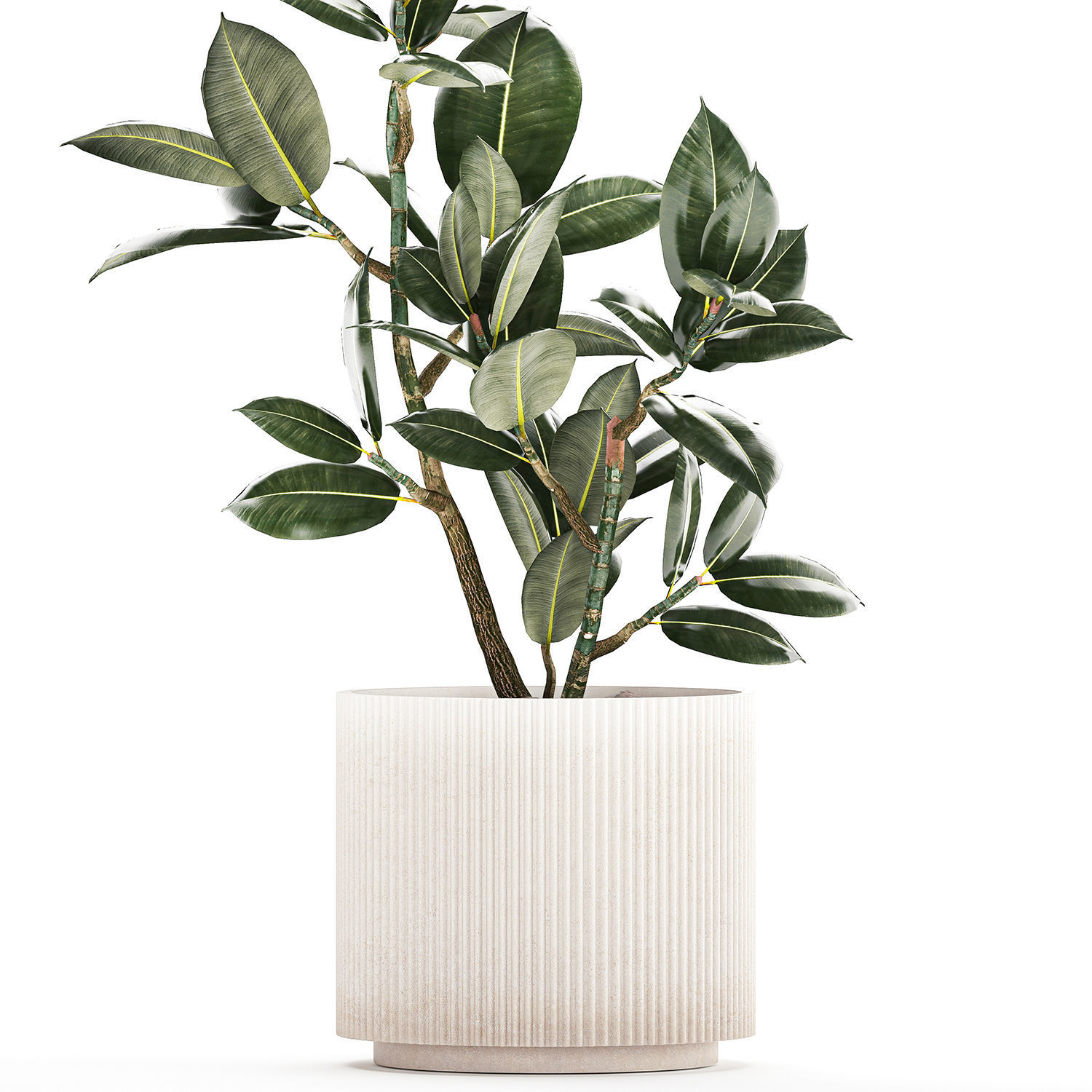 Beautiful Ficus Elastica Tree In A Flower Pot 1235 3D model_8