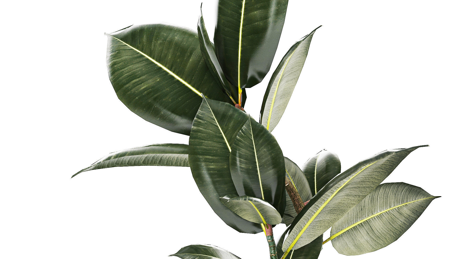 Beautiful Ficus Elastica Tree In A Flower Pot 1235 3D model_5