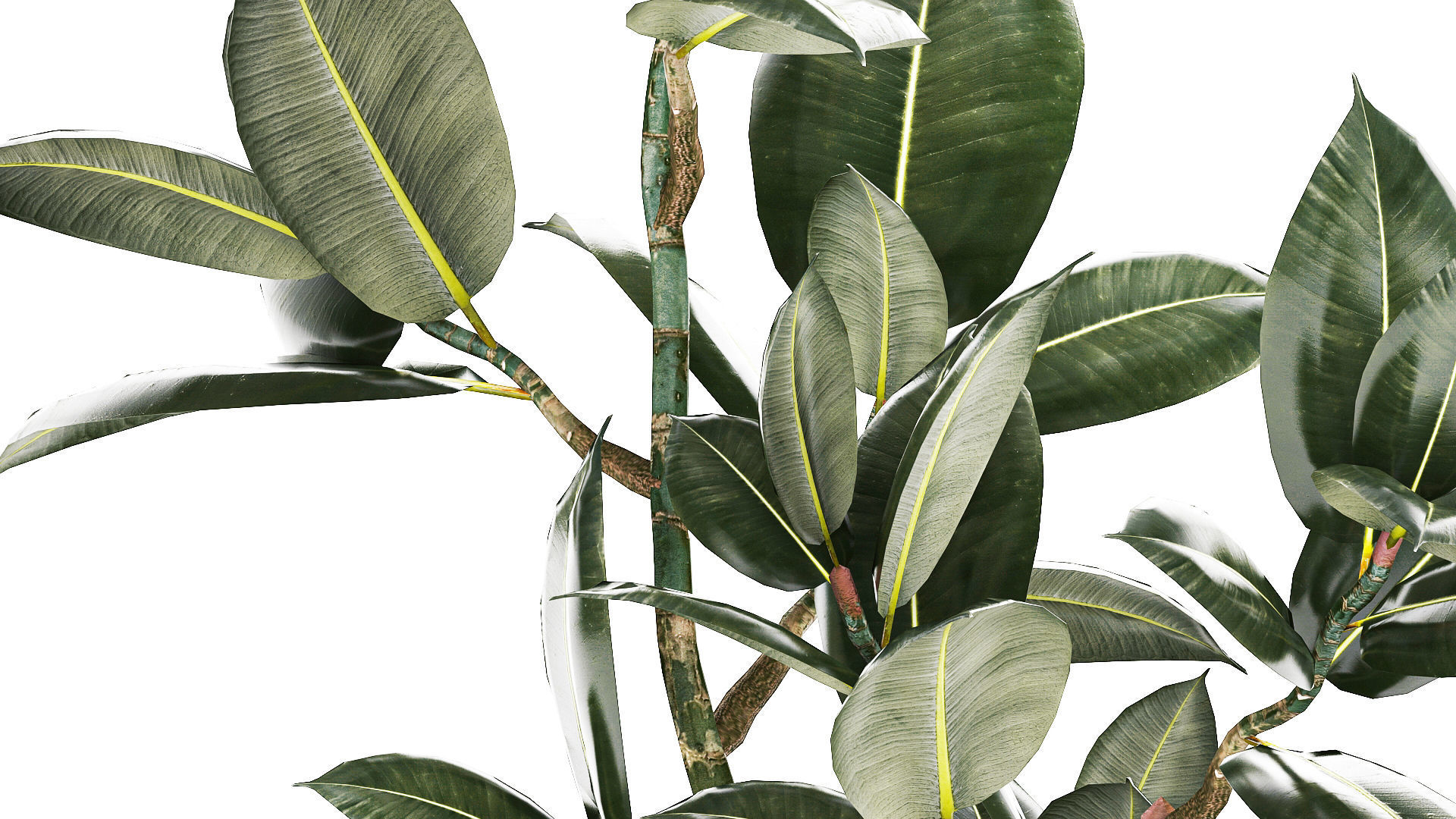 Beautiful Ficus Elastica Tree In A Flower Pot 1235 3D model_4